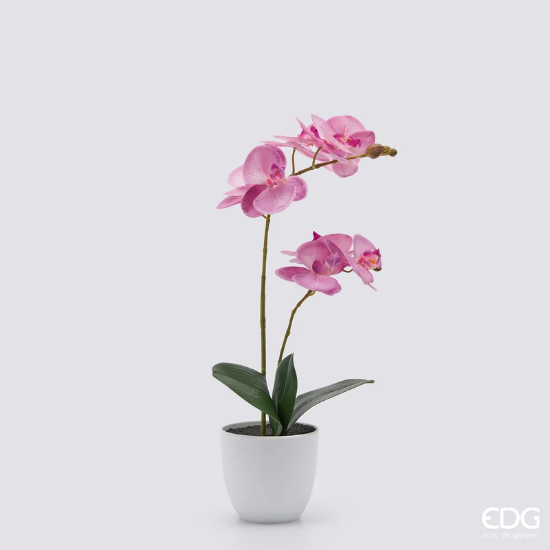 EDG Enzo De Gasperi pianta con vaso Orchidea Phalaenopsis 2 Fiori H50 cm Fucsia