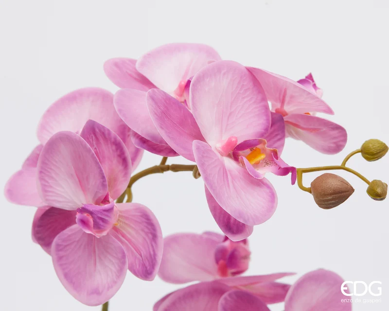 EDG Enzo De Gasperi pianta con vaso Orchidea Phalaenopsis 2 Fiori H50 cm Fucsia