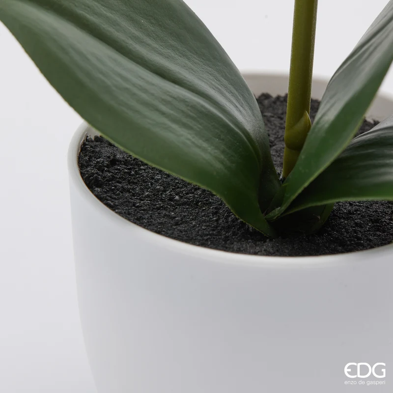 EDG Enzo De Gasperi pianta con vaso Orchidea Phalaenopsis 2 Fiori H50 cm Fucsia