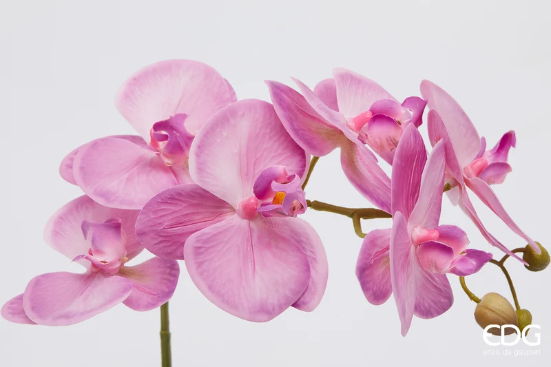 EDG Enzo De Gasperi pianta con vaso Orchidea Phalaenopsis 2 Fiori H50 cm Fucsia