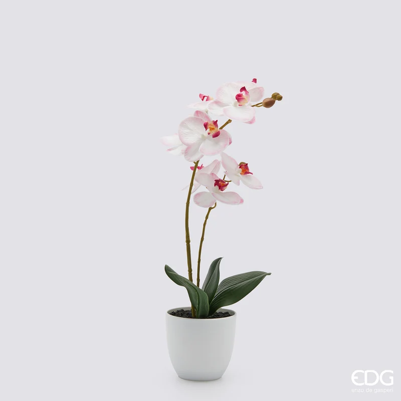 EDG Enzo De Gasperi pianta con vaso Orchidea Phalaenopsis 2 Fiori H50 cm Rosa
