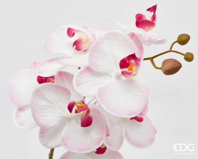 EDG Enzo De Gasperi pianta con vaso Orchidea Phalaenopsis 2 Fiori H50 cm Rosa