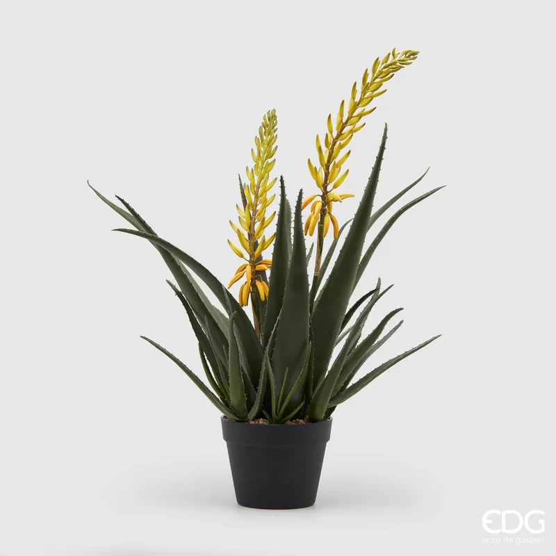 EDG Enzo De Gasperi Pianta con Vaso Aloe West H70 cm