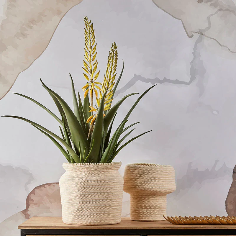 EDG Enzo De Gasperi Pianta con Vaso Aloe West H70 cm