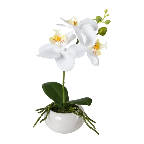 Gasper Orchidea Phalaenopsis con vaso in ceramica H27 cm Bianco