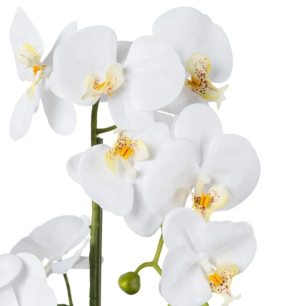Gasper Orchidea Phalaenopsis con vaso in ceramica H27 cm Bianco