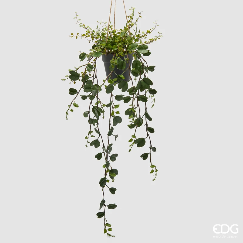 EDG Enzo De Gasperi Bauhinia con vaso Da Appendere H86 cm