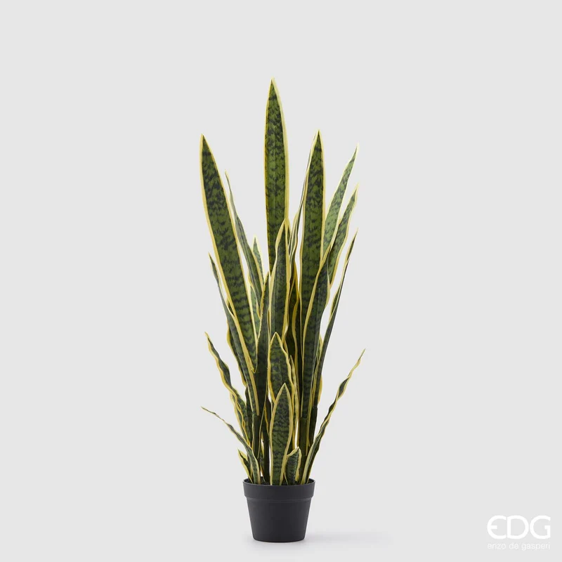 EDG Enzo De Gasperi Pianta di Sanseveria West con Vaso H105 cm