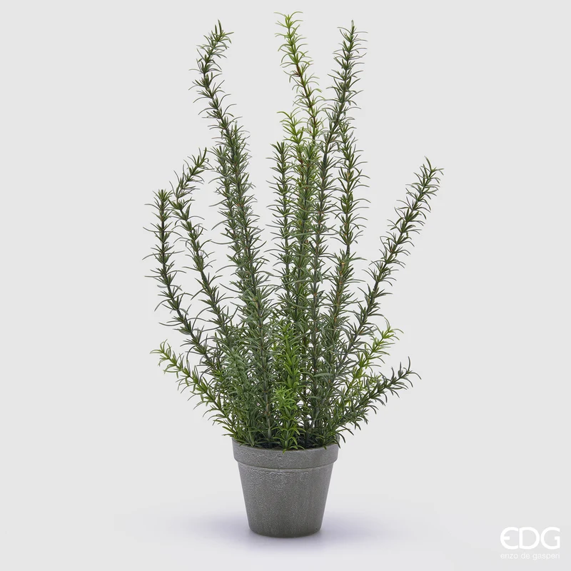 EDG Enzo De Gasperi Pianta di Rosmarino in Vaso H58 cm