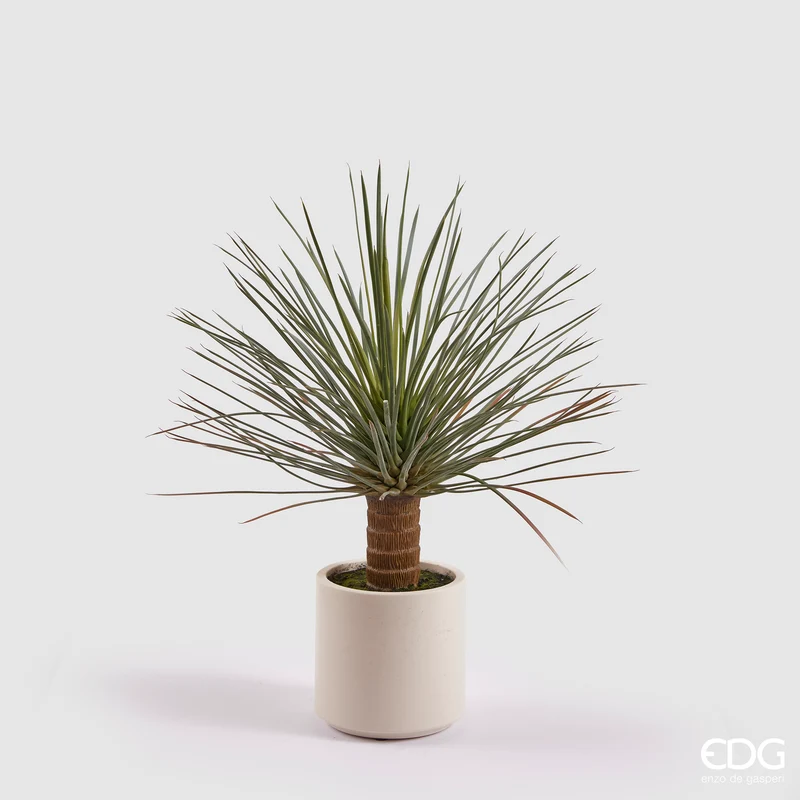 EDG Enzo De Gasperi pianta Yucca Con Vaso in Ceramica H81