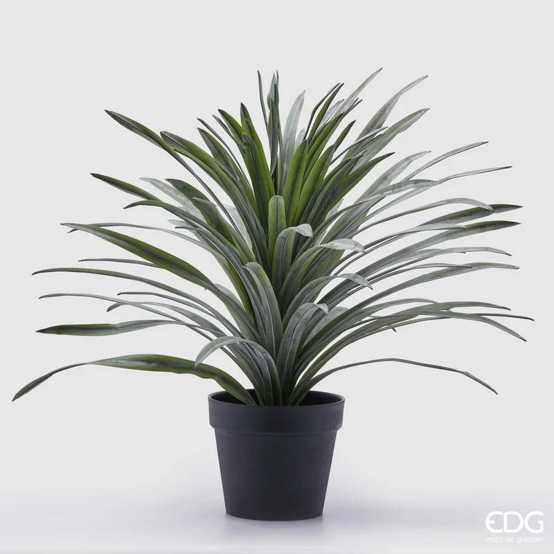 EDG Enzo De Gasperi pianta con vaso Bromelia H58 cm