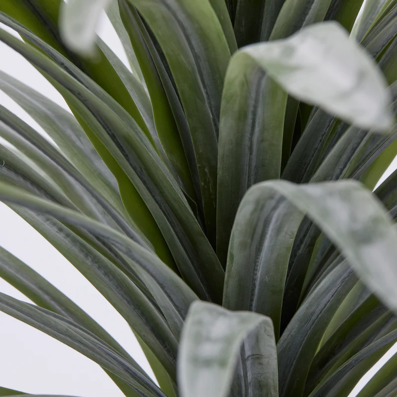 EDG Enzo De Gasperi pianta con vaso Bromelia H58 cm