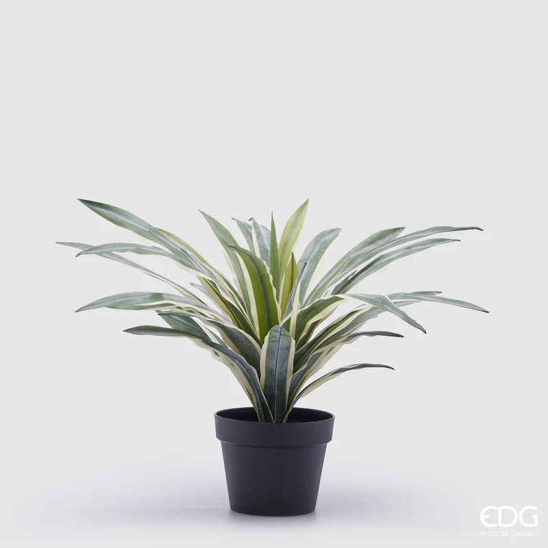 EDG Enzo De Gasperi pianta con vaso Agave Succulent H45 cm