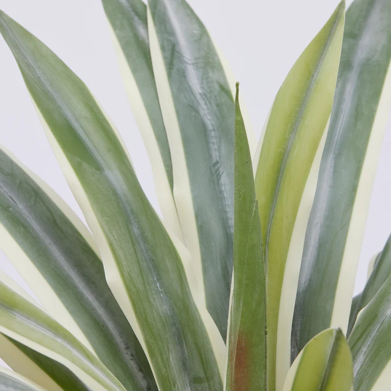 EDG Enzo De Gasperi pianta con vaso Agave Succulent H45 cm