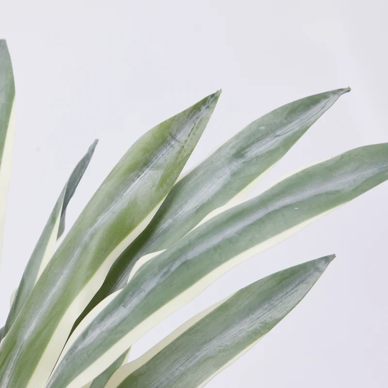 EDG Enzo De Gasperi pianta con vaso Agave Succulent H45 cm