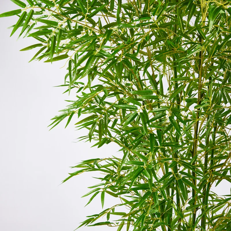 EDG Enzo De Gasperi Pianta Bamboo con vaso H 210 cm Verde Natural