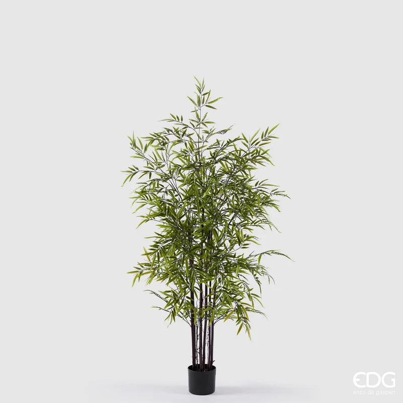 EDG Enzo De Gasperi Pianta Bamboo con vaso H 150 cm Verde Scuro