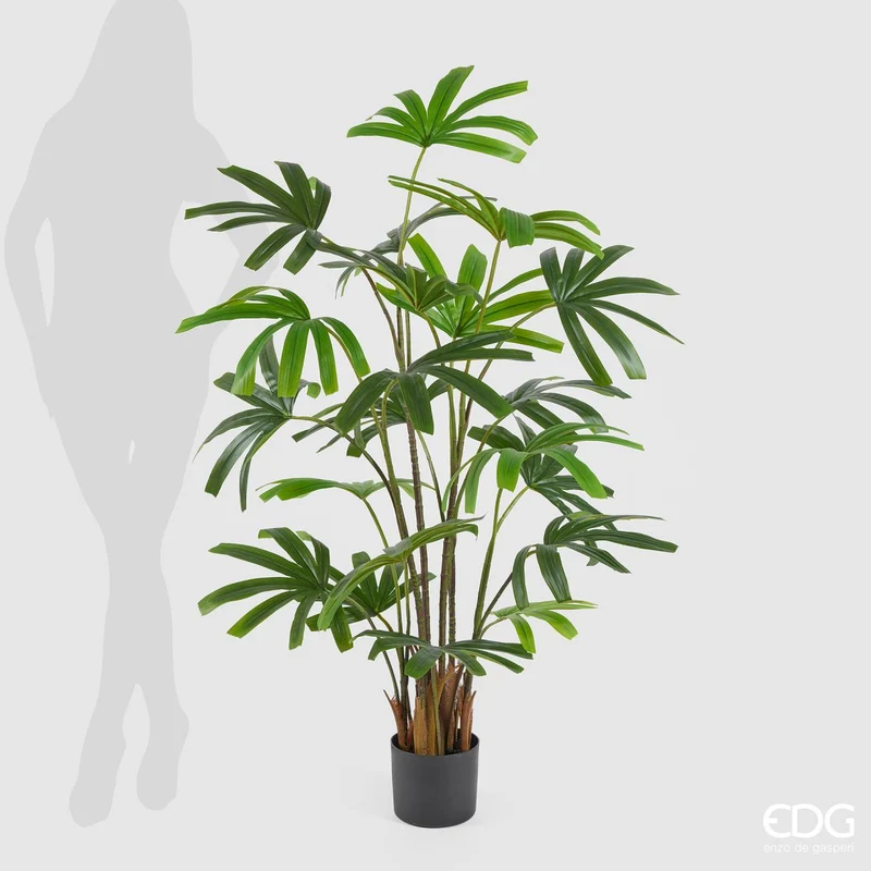 EDG Enzo De Gasperi Pianta Palma Rapisgracilis con Vaso H145 cm