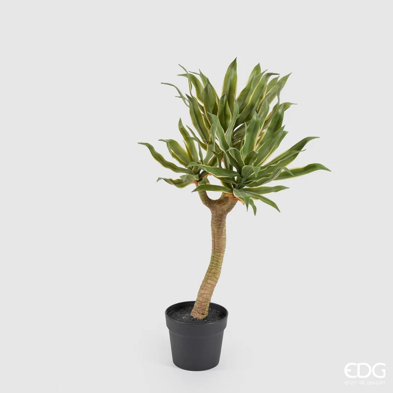 EDG Enzo De Gasperi Pianta Agave Chic Succulent con vaso H70 cm