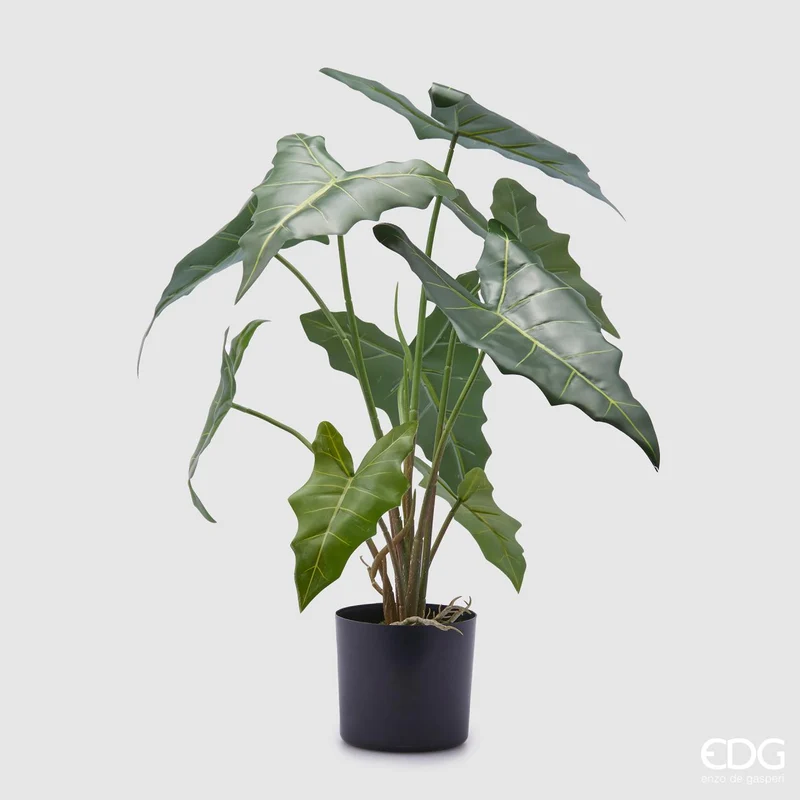 EDG Enzo De Gasperi Pianta Alocasia Chic con vaso H58 cm
