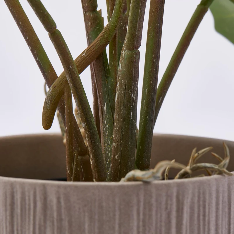 EDG Enzo De Gasperi Pianta Alocasia Chic con vaso H58 cm