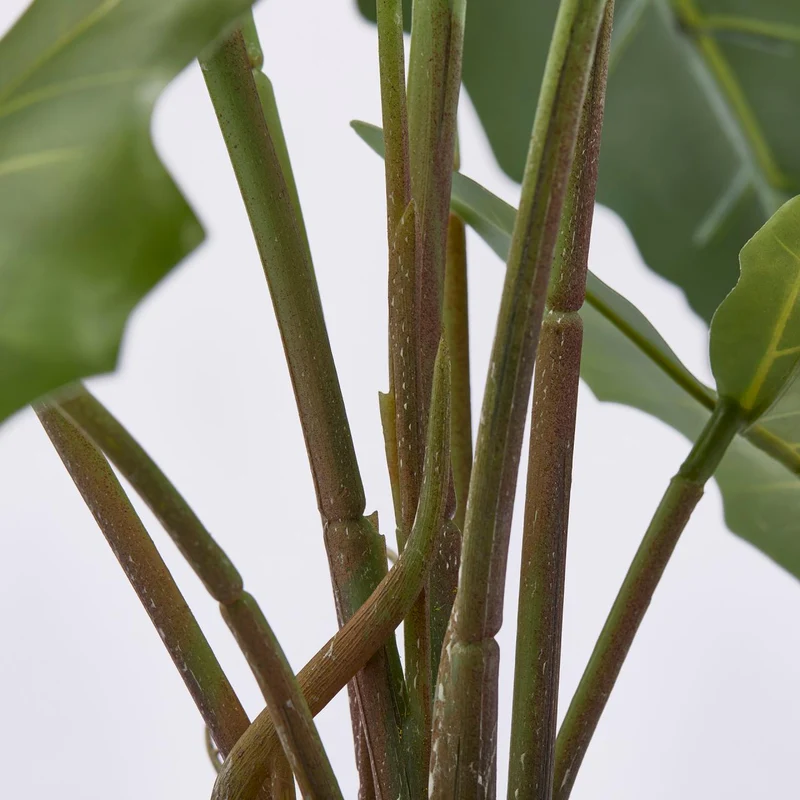 EDG Enzo De Gasperi Pianta Alocasia Chic con vaso H58 cm