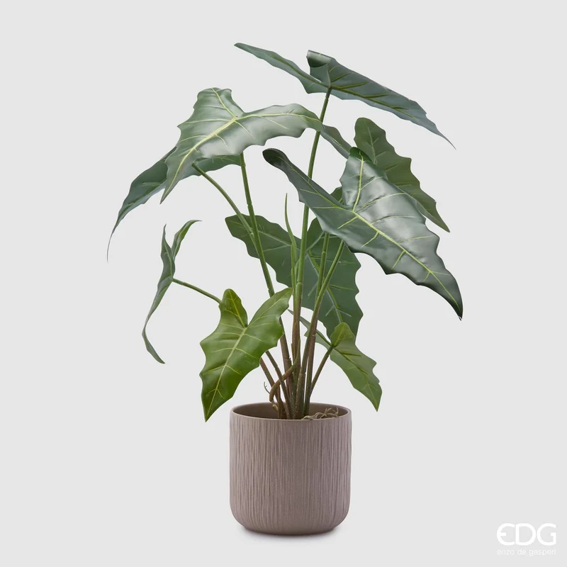 EDG Enzo De Gasperi Pianta Alocasia Chic con vaso H58 cm