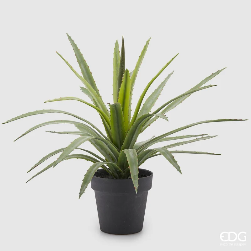 EDG Enzo De Gasperi pianta con vaso Agave Chic H45 cm