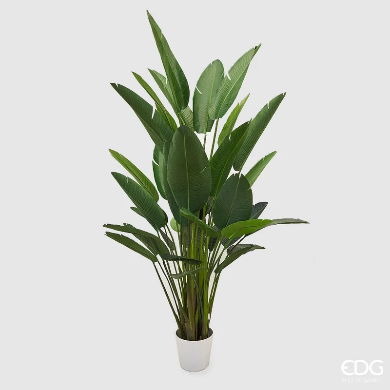 EDG Enzo De Gasperi pianta con vaso Strelitzia Chic Gigante H245 cm