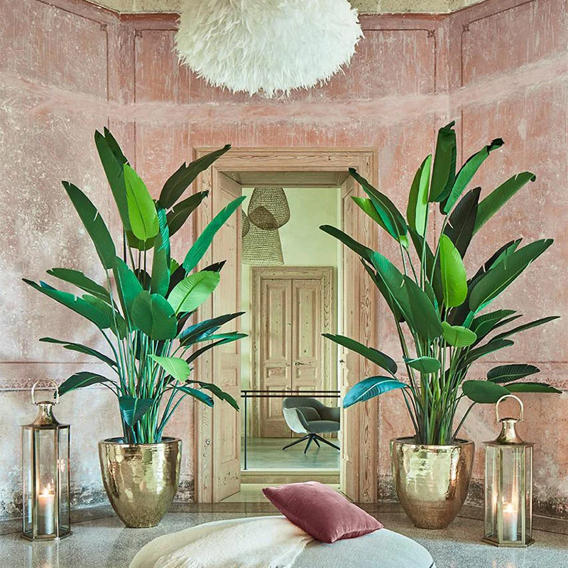 EDG Enzo De Gasperi pianta con vaso Strelitzia Chic Gigante H245 cm