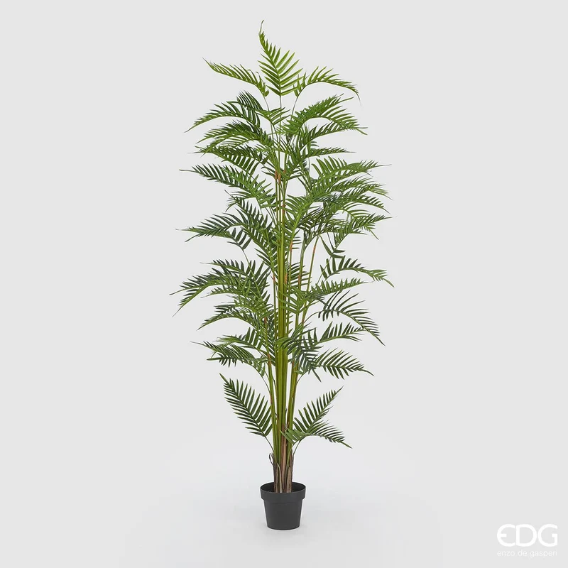 EDG Enzo De Gasperi Pianta Palma Areca con Vaso H200 cm