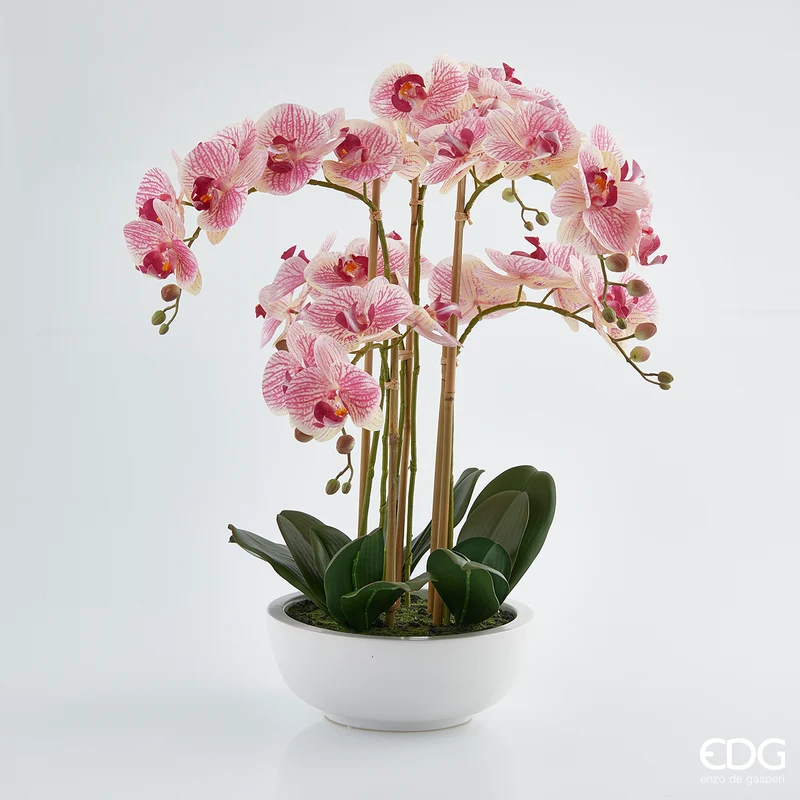 EDG Enzo De Gasperi Orchidea Phalaenopsis 6 fiori H64 cm Rosa