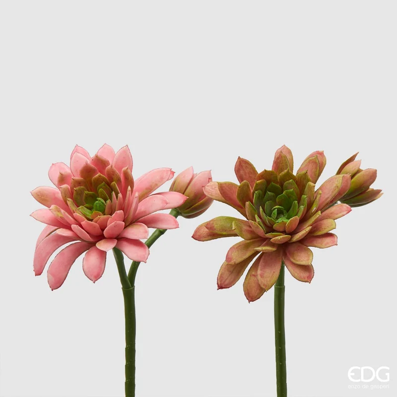 EDG Enzo De Gasperi Set 2 Rami di Echeveria Olis con Boccioli h18 cm
