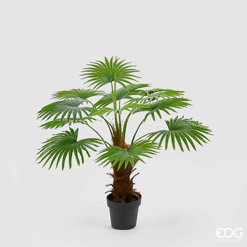 EDG Enzo De Gasperi Pianta Palma Camerus 10 foglie H100 cm