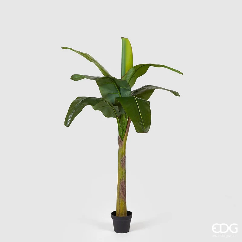 EDG Enzo De Gasperi Pianta Banano 9 foglie con Vaso H170 cm