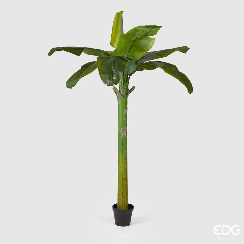EDG Enzo De Gasperi Pianta Banano con Vaso H185 cm
