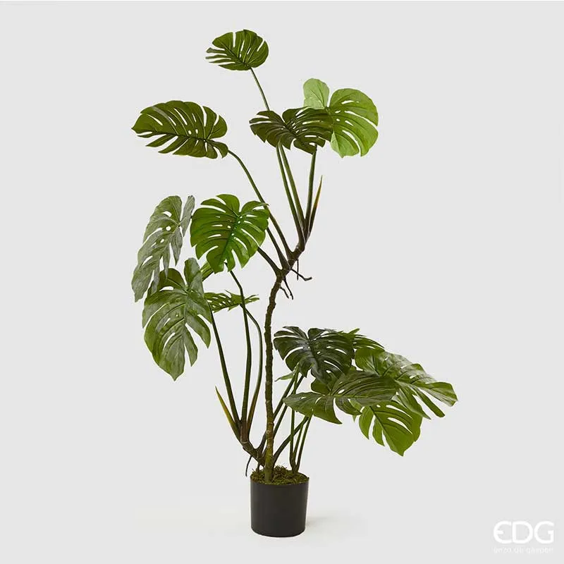 EDG Enzo De Gasperi pianta con vaso Monstera h155 cm