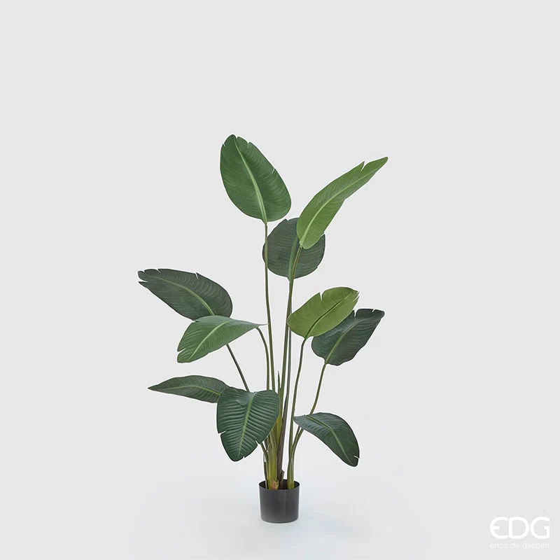 EDG Enzo De Gasperi pianta con vaso Strelitzia Chic h150 cm