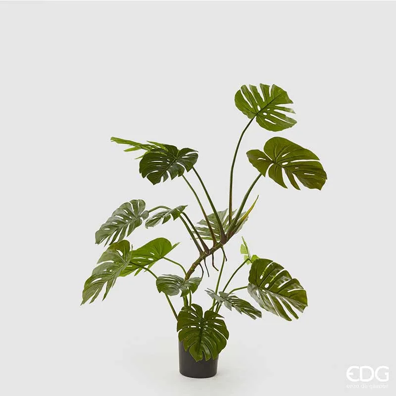 EDG Enzo De Gasperi pianta con vaso Monstera h128 cm