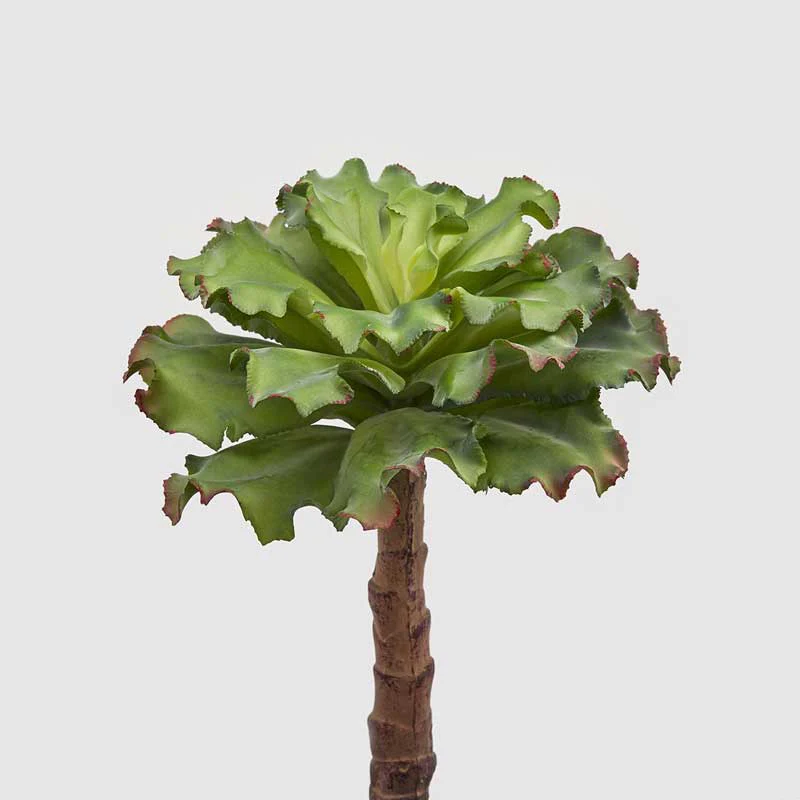 EDG Enzo De Gasperi Ramo Succulente West 25 cm