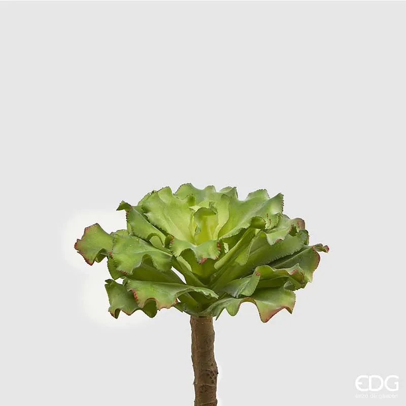 EDG Enzo De Gasperi Ramo Succulente West 25 cm