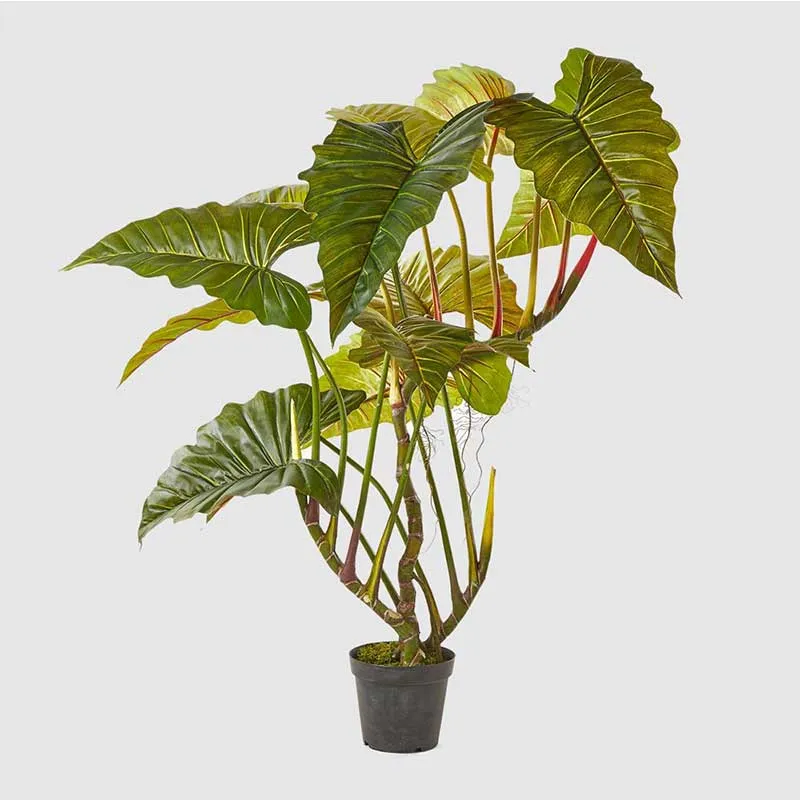 EDG Enzo De Gasperi pianta con vaso Alocasia 14 Foglie H 177cm