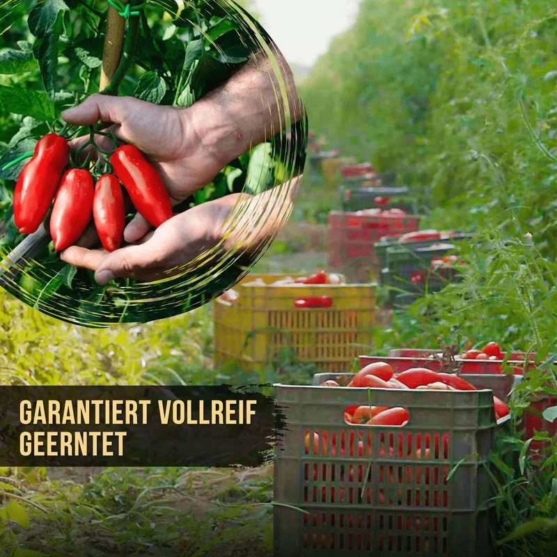 DELICRET - Starter Kit Deluxe - mit Strianese San Marzano DOP Tomaten 🍅