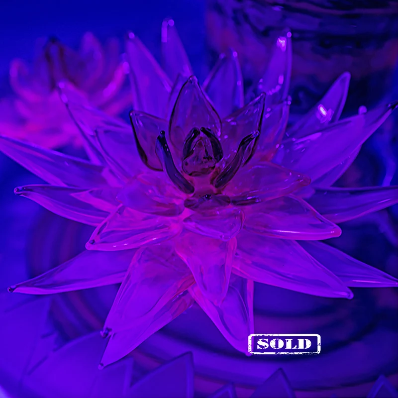Best of 2020: Dezember "Nymphaea"